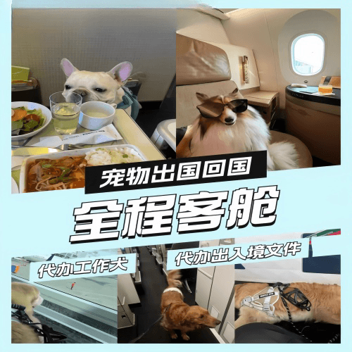 池州市宠物托运到白俄罗斯宠物入境规定和要求